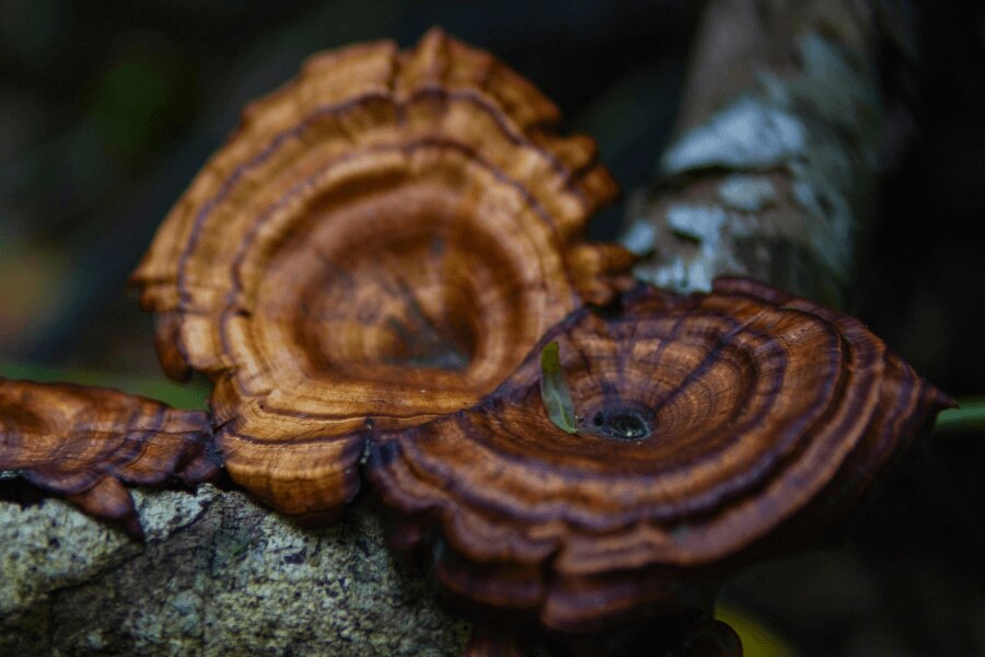 Huba reishi v prírode. Zdroj: https://www.pexels.com/cs-cz/foto/detailni-zaber-na-houby-reishi-na-stromove-kure-29215990/