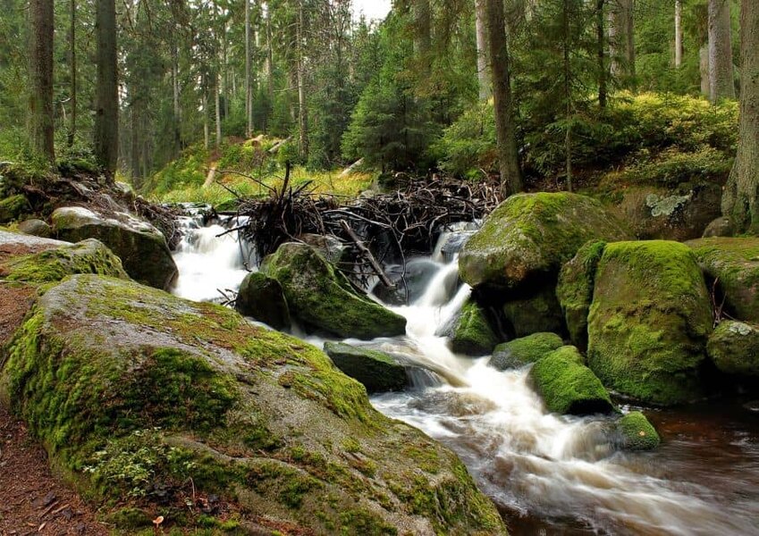 Rieka v Boubínskom lese