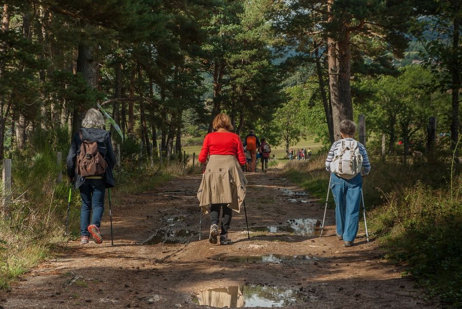 Turisti s trekovými palicami pochodujúci lesom